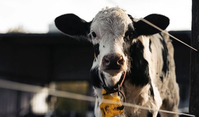 Marketlerde Kurbanlık Fiyatları Ne Kadar 2023