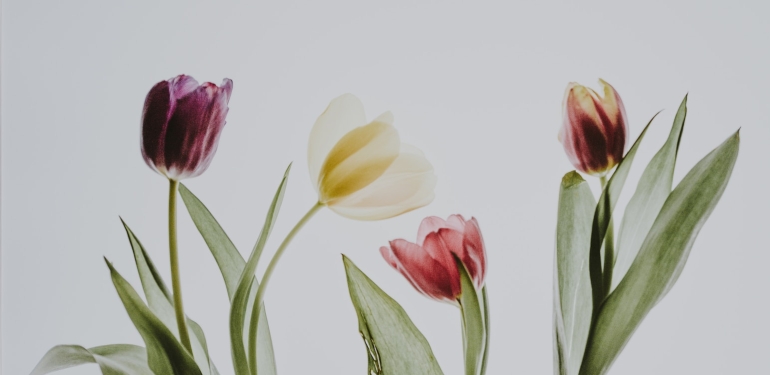 Lale Deliliği Nedir?